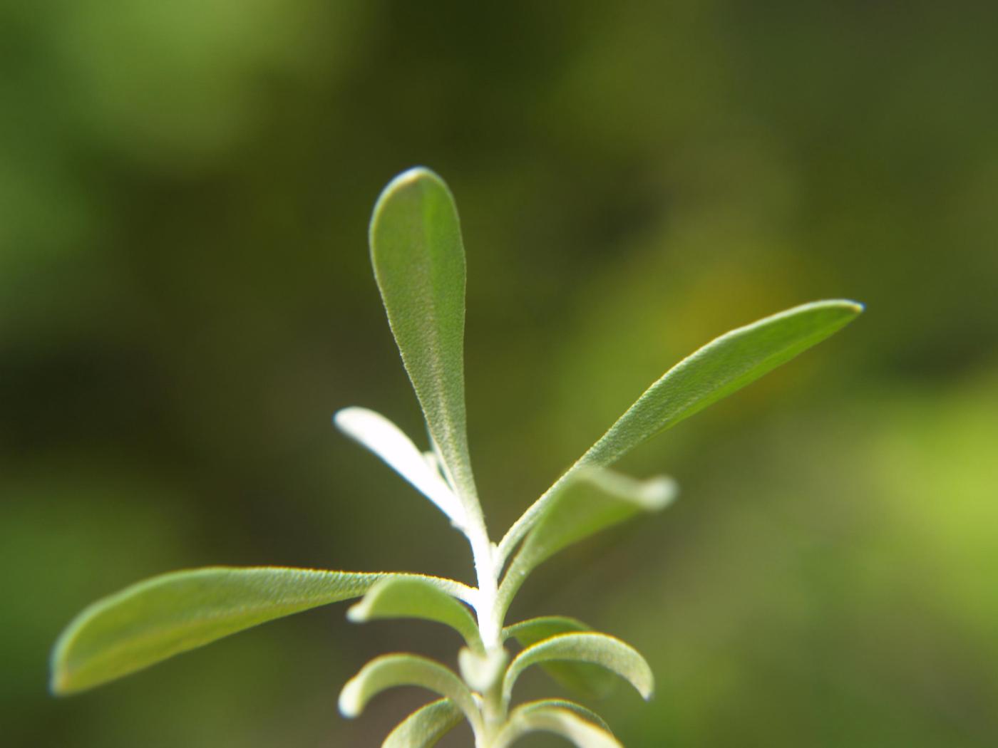 Alison, Large fruited leaf